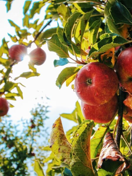 fruit, tree, fruit vs tree